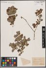 Foto von Salix aurita L.
